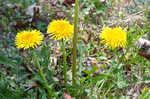 Common dandelion